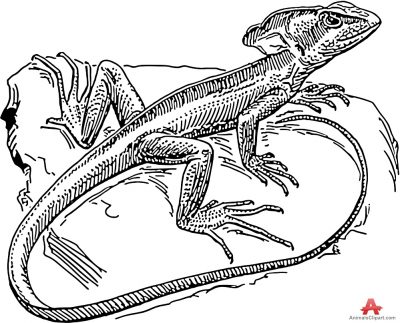 400x323 monitor lizard clipart drawn - Monitor Lizard Drawing
