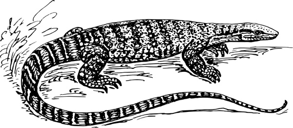 600x262 monitor lizard free vector in open office drawing - Monitor Lizard Drawing