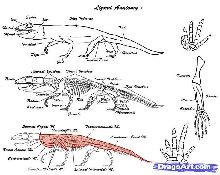 736x588 monitor lizard anatomy squamatae in anatomy reference - Monitor Lizard Drawing