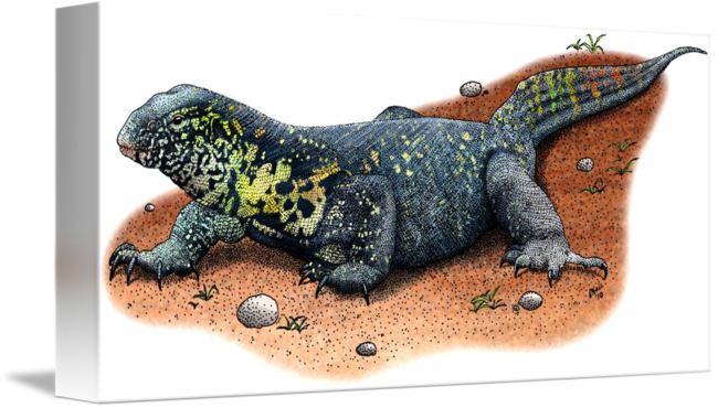 650x370 nile monitor lizard - Monitor Lizard Drawing