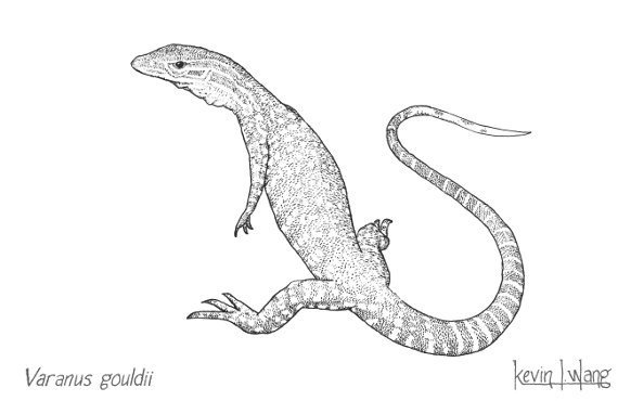 570x370 pictures of monitor lizard drawing - Monitor Lizard Drawing