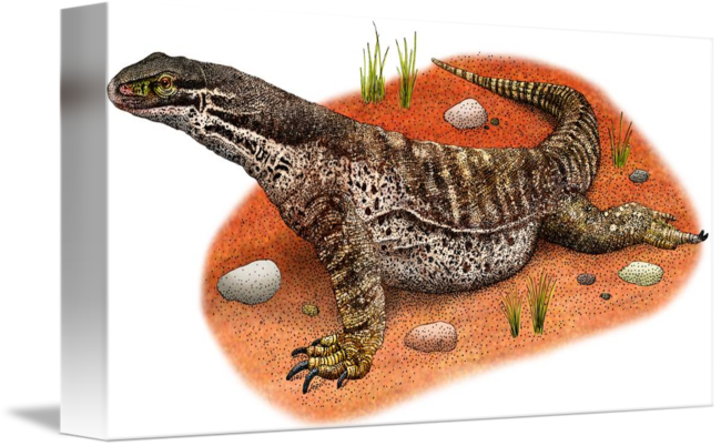 650x402 argus monitor lizard - Monitor Lizard Drawing