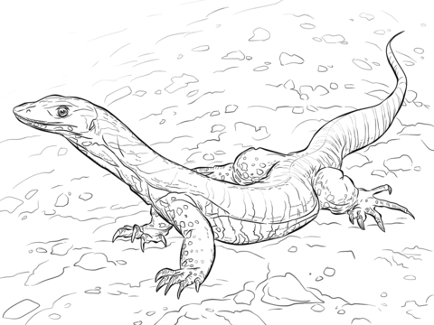 480x360 Sand Goanna Coloring - Monitor Lizard Drawing