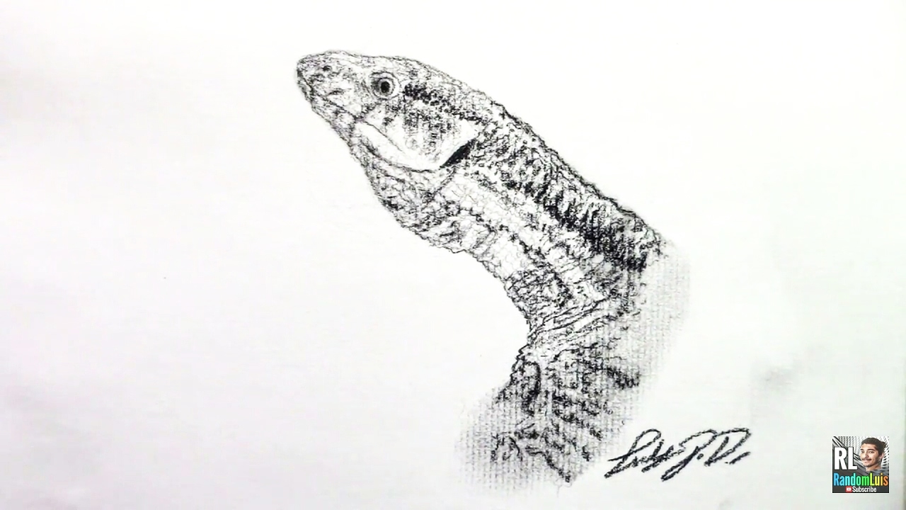 1280x720 savannah monitor lizard drawing! charcoal! - Monitor Lizard Drawing