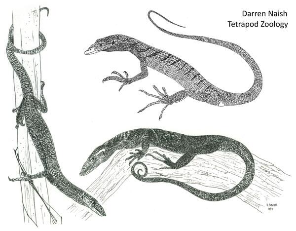 600x468 darren naish on twitter i need to draw more monitor - Monitor Lizard Drawing