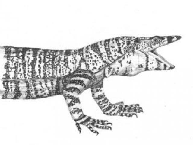 640x480 drawn reptile monitor lizard - Monitor Lizard Drawing