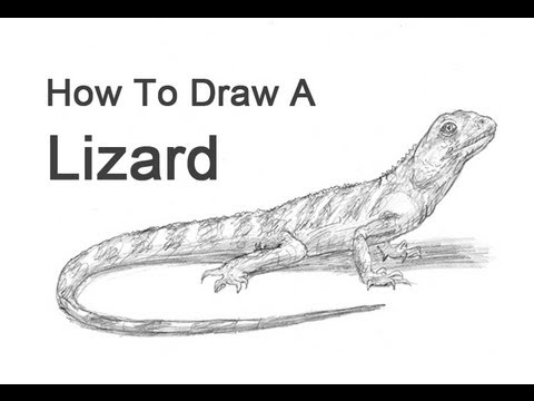 480x360 how to draw a lizard - Monitor Lizard Drawing