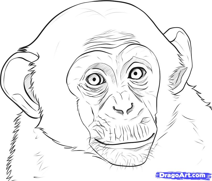 887x757 How To Draw A Realistic Monkey, Draw Real Monkey, Step - Monkey Drawing
