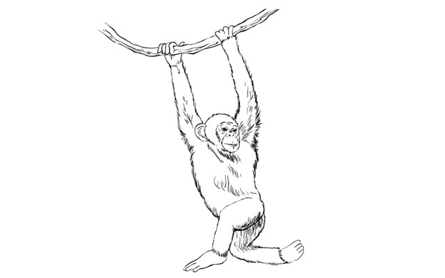 640x400 How To Draw A Monkey - Monkey Drawing