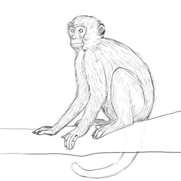 600x600 How To Draw A Monkey - Monkey Drawing