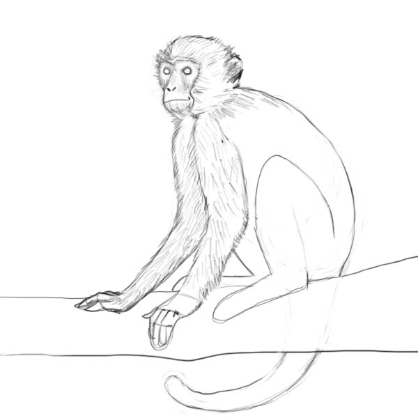 600x600 How To Draw A Monkey - Monkey Drawing Easy