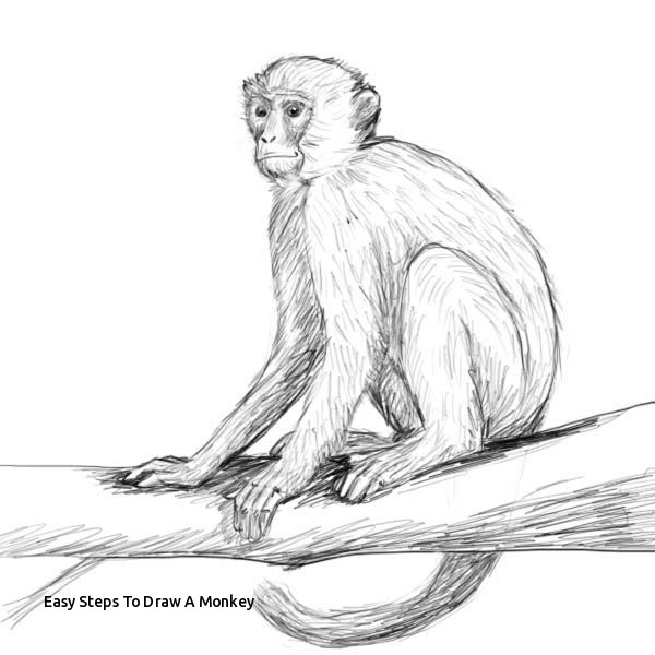 600x600 Easy Steps To Draw A Monkey You Searched For Monkey Drawing - Monkey Drawing Images