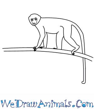 300x350 How To Draw A Green Monkey - Monkey Drawing Images