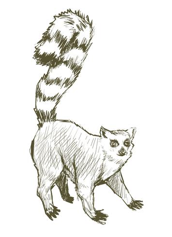 355x490 Illustration Drawing Style Of Monkey - Monkey Drawing Images