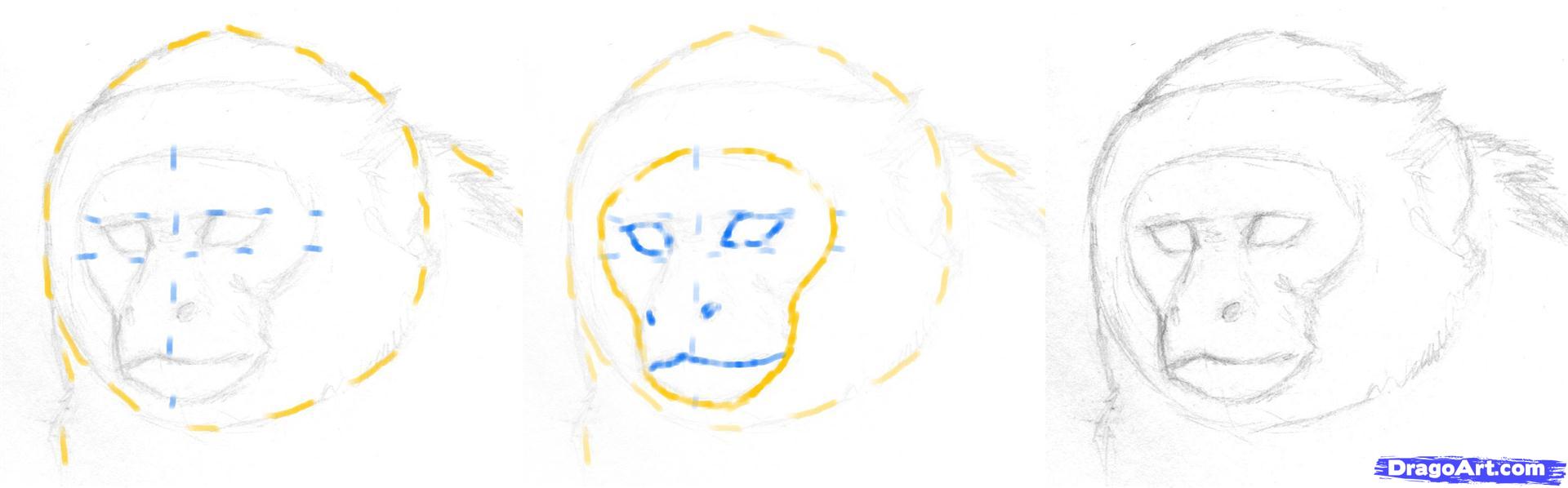 1920x598 How To Draw A Monkey Head, Step - Monkey Drawing Step By Step
