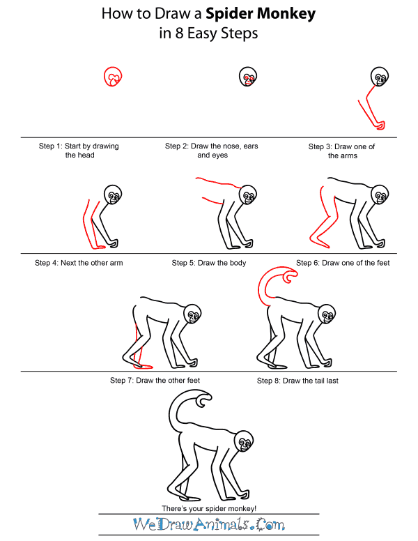 600x776 How To Draw A Spider Monkey - Monkey Drawing Step By Step