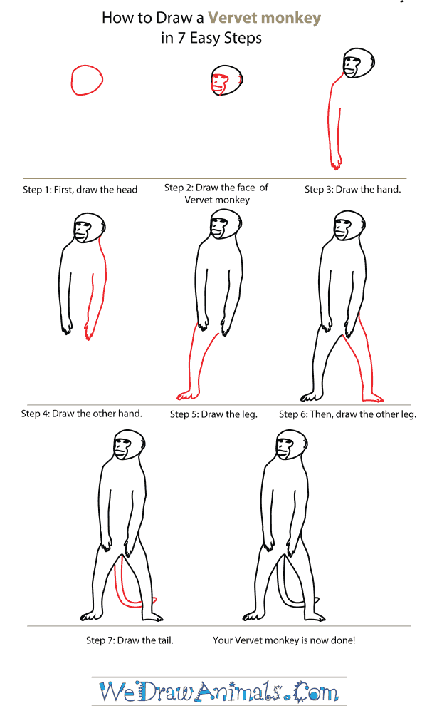 600x1004 How To Draw A Vervet Monkey - Monkey Drawing Step By Step