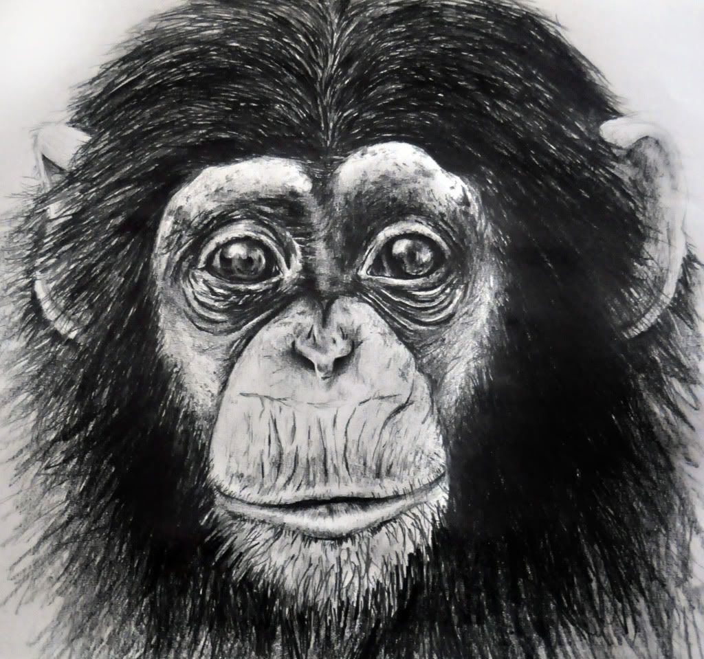 Monkey Face Drawing at Explore collection of