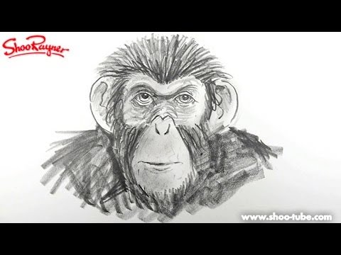 480x360 Draw Planet Of The Apes - Monkey Face Drawing
