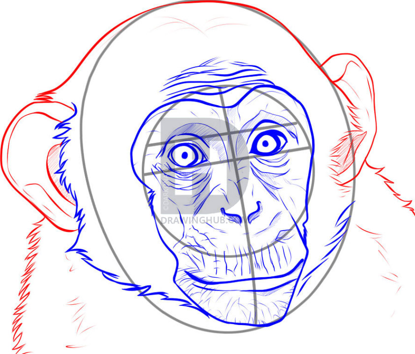 843x720 How To Draw A Realistic Monkey, Draw Real Monkey, Step - Monkey Head Drawing