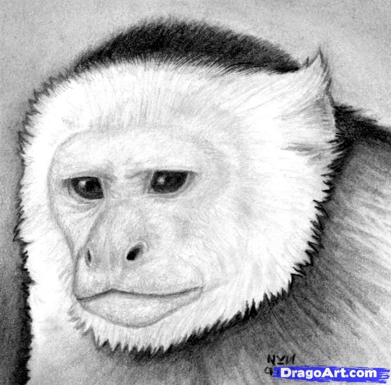 780x768 How To Draw A Monkey Head, Step - Monkey Head Drawing