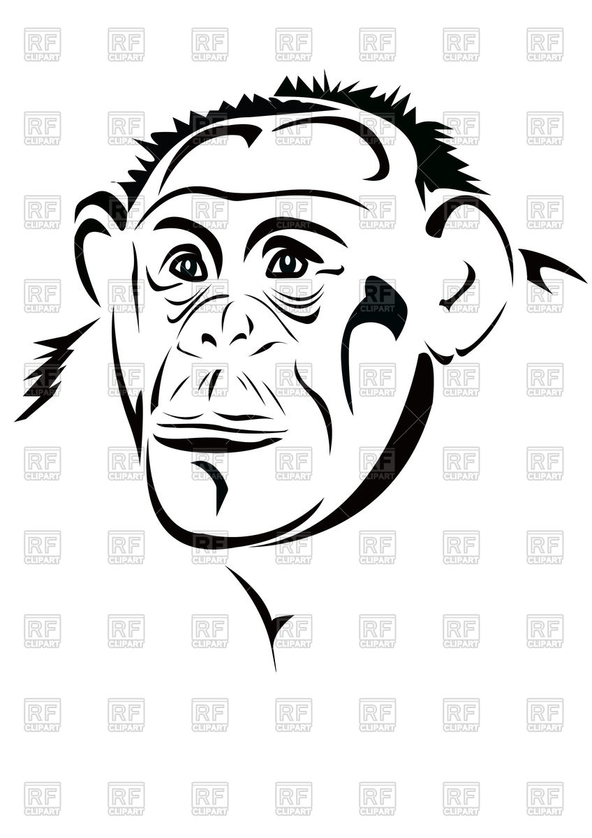 848x1200 Monkey's Head Vector Image Of Plants And Animals Georgyfedotov - Monkey Head Drawing