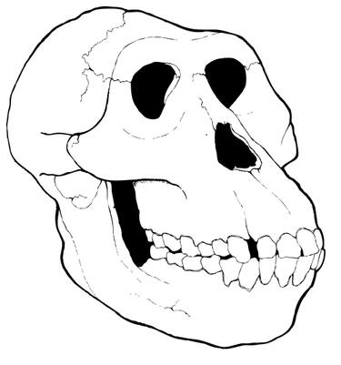 375x401 Monkey Head Drawing - Monkey Head Drawing