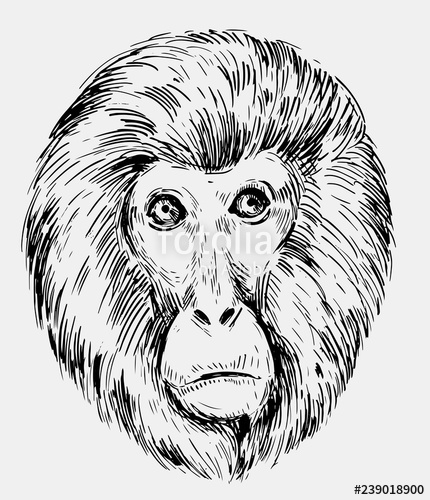 430x500 Sketch Of A Monkey Head Hand Drawn Sketch Converted To Vector - Monkey Head Drawing