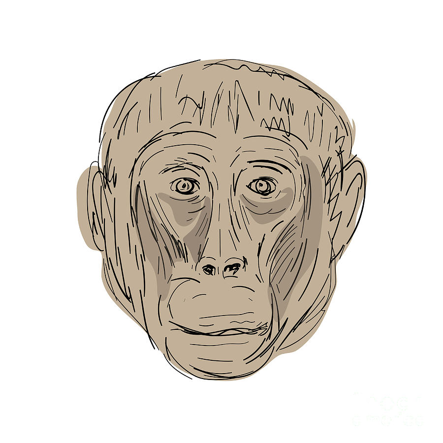 900x900 Gelada Monkey Head Drawing Digital Art - Monkey Head Drawing