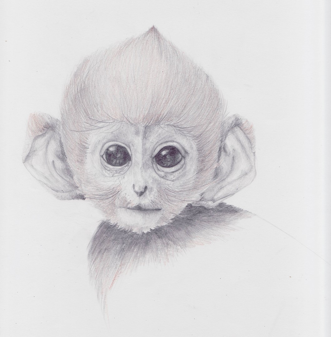 Monkey Pencil Drawing at Explore collection of