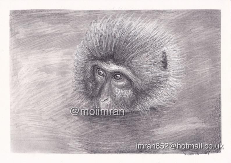 794x561 original pencil drawing of monkey in water wildlife animal etsy - Monkey Pencil Drawing