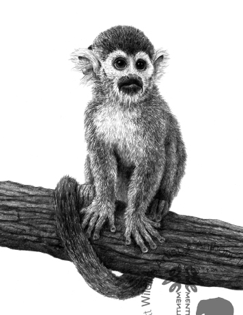 356x460 Pencil Drawings Of Monkeys - Monkey Pencil Drawing