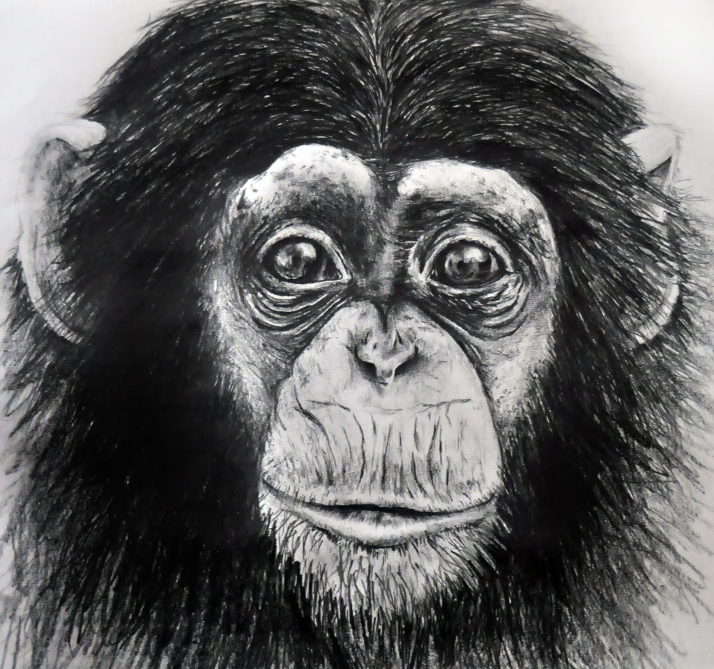 Monkey Pencil Drawing at Explore collection of