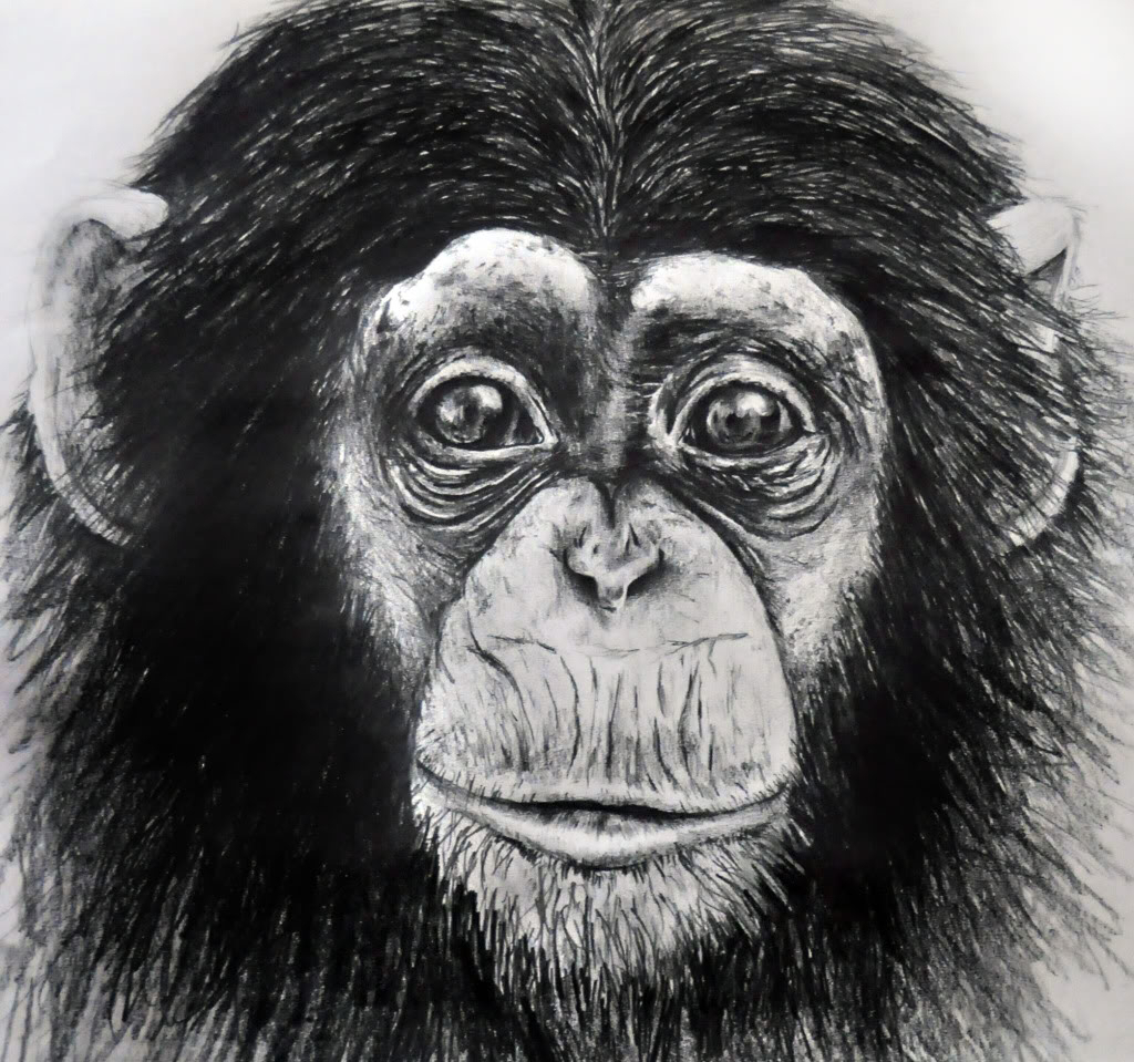 Top Monkey Sketch Drawing, Great Concept