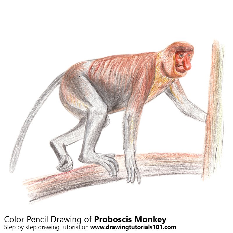 800x800 Proboscis Monkey Pencil Drawing - Monkey Pencil Drawing