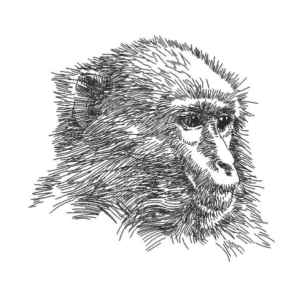 600x587 Stitch Delight Pencil Sketch Monkey All Design Sets - Monkey Pencil Drawing