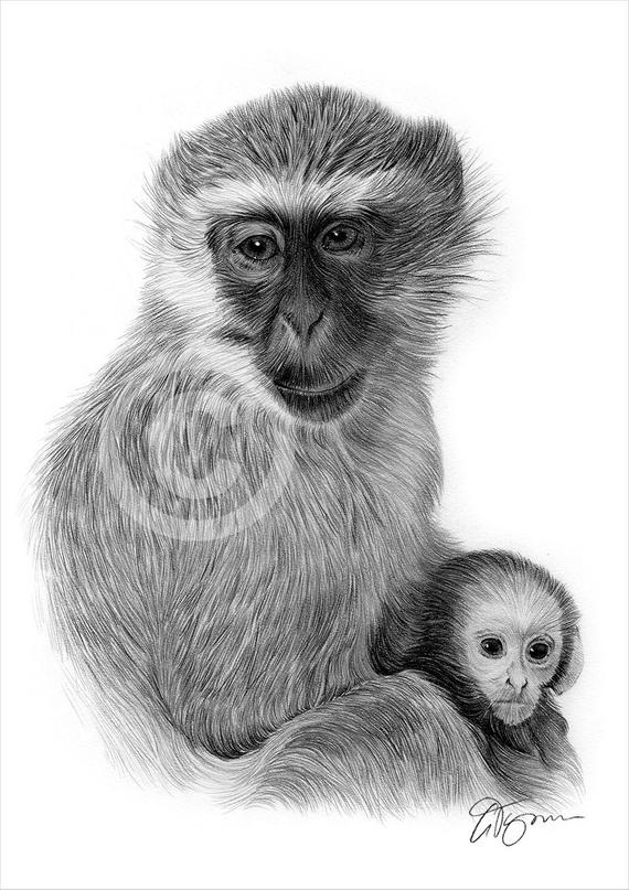 570x807 vervet monkey pencil drawing print wildlife art artwork etsy - Monkey Pencil Drawing