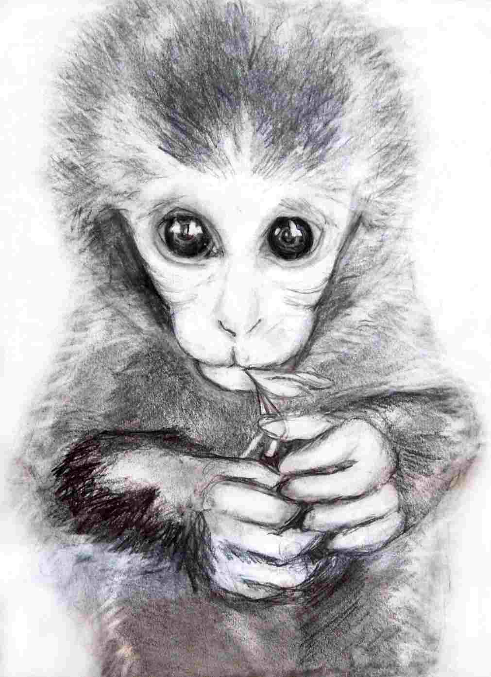 1011x1394 Pencil Pencil Sketch Of Monkey Sketch Of Monkey Drawing - Monkey Pencil Drawing