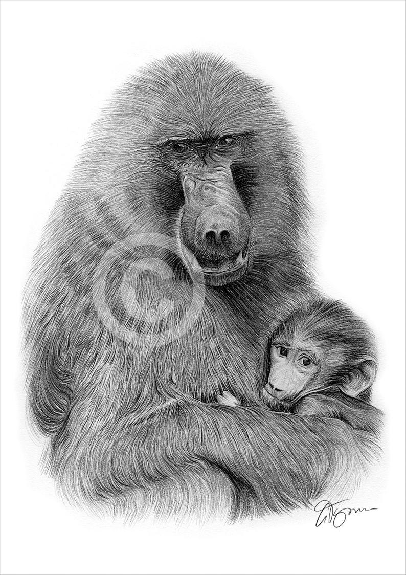 794x1124 baboon artwork pencil drawing print wildlife art signed etsy - Monkey Pencil Drawing