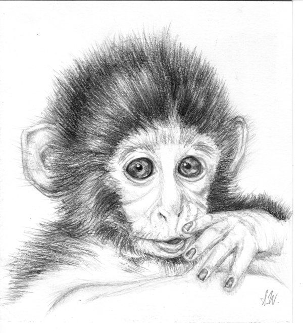 600x659 Baby Monkey - Monkey Pencil Drawing
