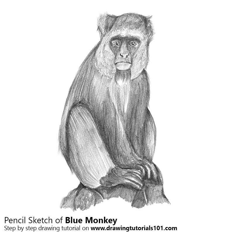 800x800 Blue Monkey Pencil Drawing - Monkey Pencil Drawing