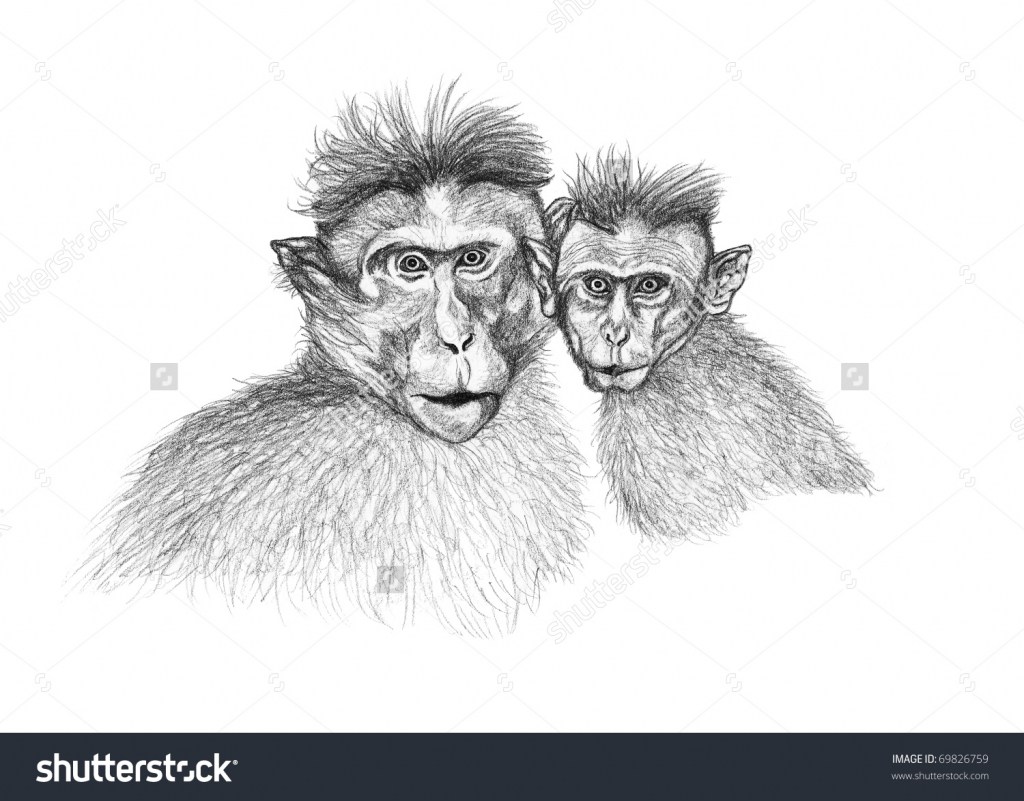 1024x801 Drawing Monkey Face Ape Drawing Stock Photos And Ape Drawing - Monkey Pencil Drawing