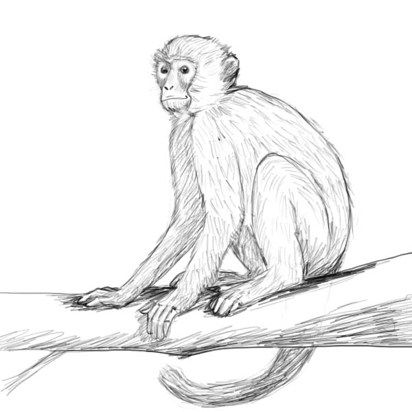 Monkey Pictures Drawing