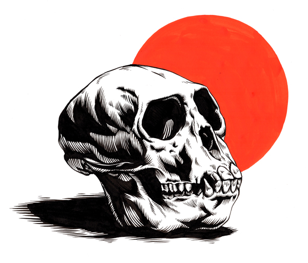 600x512 Friday - Monkey Skull Drawing