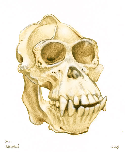 507x614 Ian Mcintosh - Monkey Skull Drawing