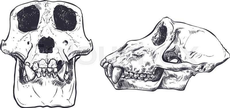 800x378 illustration of a monkey skull on stock vector colourbox - Monkey Skull Drawing