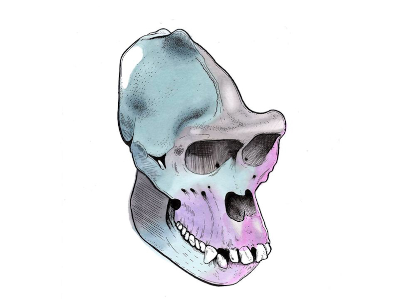 800x600 Monkey - Monkey Skull Drawing