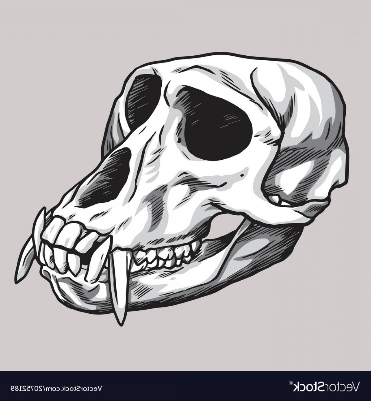 Monkey Skull Drawing at Explore collection of