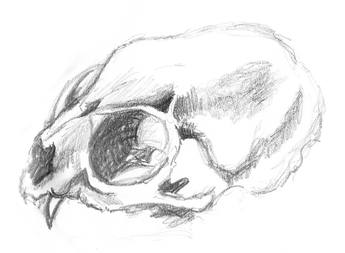 Monkey Skull Drawing at Explore collection of