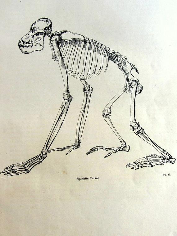 570x760 skeleton skull drawing unique strange antique original monkey - Monkey Skull Drawing